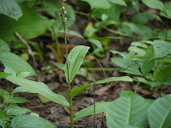 Peristylus plantagineus