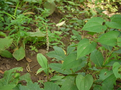 Peristylus plantagineus