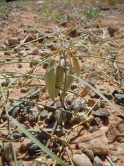 Asclepias cutleri