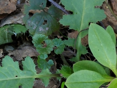 Glechoma hederacea