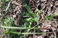 Taraxacum officinale