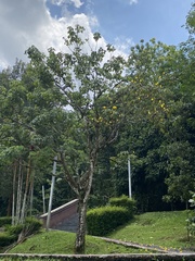 Cochlospermum gillivraei