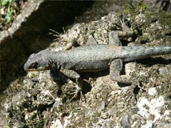 Western Collared Spiny Lizard photo 4