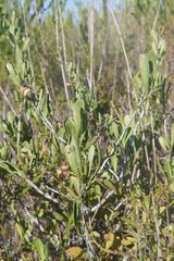 Gymnosporia elliptica