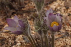 Pulsatilla orientali-sibirica