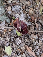 Amorphophallus henryi