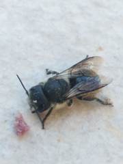 Osmia latreillei