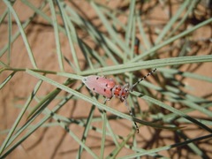 Tetraopes annulatus