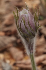 Pulsatilla orientali-sibirica