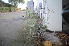 Golovinomyces fischeri