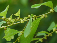 Bridelia montana