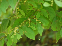 Bridelia montana