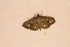 Anania stachydalis