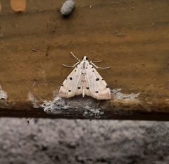 Pycnarmon lactiferalis