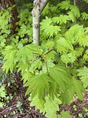Acer circinatum