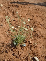 Frasera albomarginata