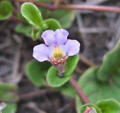 Diclis rotundifolia