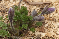 Pulsatilla campanella
