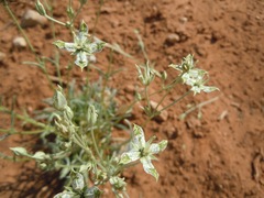 Frasera albomarginata