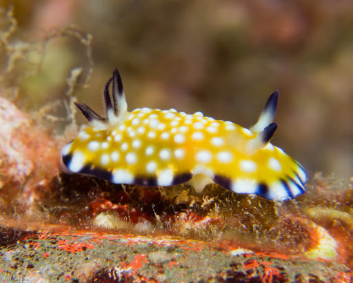 Trembling Nudibranch