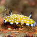 Trembling Nudibranch - Photo (c) 104623964081378888743, some rights reserved (CC BY-NC), uploaded by David R