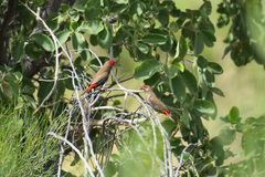 Emblema pictum