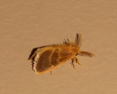 Euproctis lucifuga