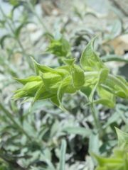 Sideritis euxina