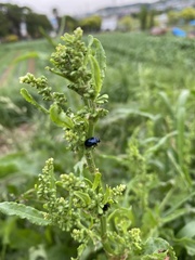 Gastrophysa atrocyanea