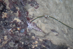 Oligocottinae