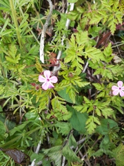 Geranium robertianum