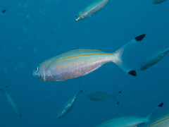 Pterocaesio digramma