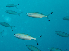 Pterocaesio digramma