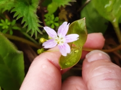 Claytonia sibirica