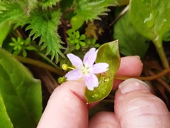 Claytonia sibirica