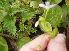 Claytonia sibirica