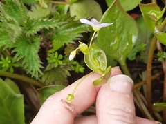Claytonia sibirica