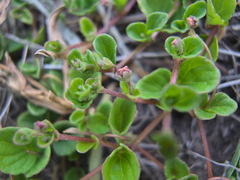 Diclis rotundifolia