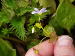 Claytonia sibirica