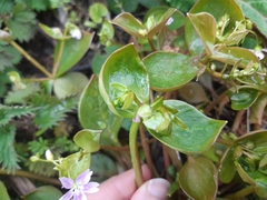 Claytonia sibirica