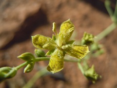 Frasera paniculata