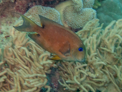 Ctenochaetus binotatus