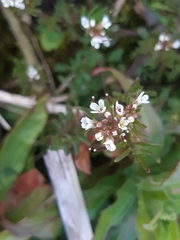Cardamine