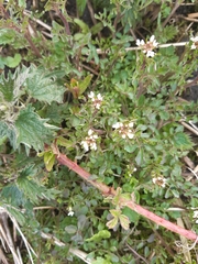Cardamine