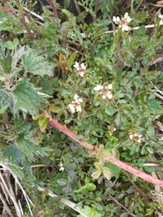 Cardamine