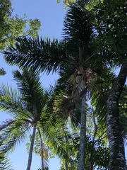 Syagrus pseudococos