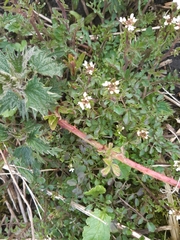 Cardamine