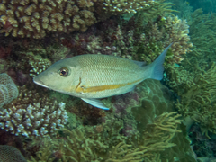 Lethrinus obsoletus