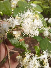 Symplocos paniculata