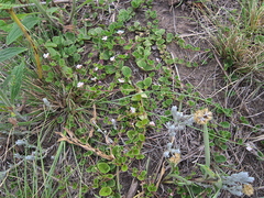 Diclis rotundifolia